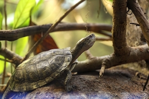 черепаха в естественной среде обитания 