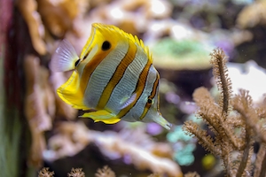 полосатая желтая рыба в коралла, крупный план, вид сбоку 
