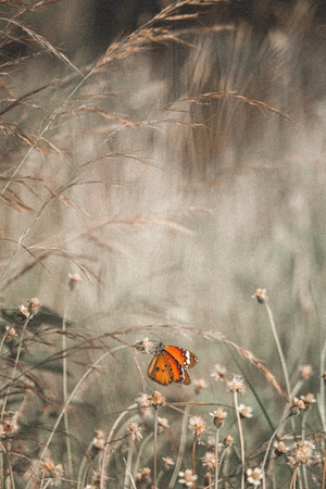 оранжевая бабочка на фоне осеннего поля 