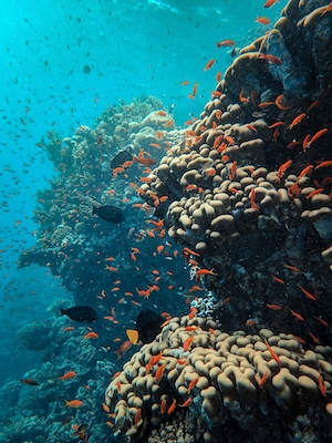 Коралловый риф, разноцветные кораллы под водой, маленькие оранжевые рыбки 