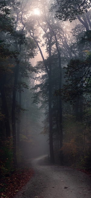 туманный темный лес