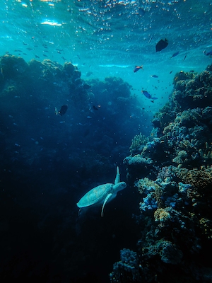 подводный мир, кораллы, черепаха и рыбки 