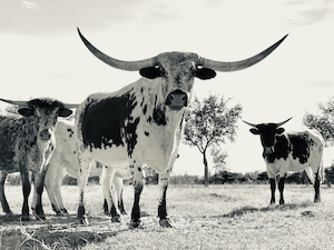 черно-белая фотография рогатого скота с большими рогами 