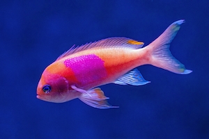 Рыба с квадратным пятном в аквариуме