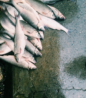 пойманные рыбы на бетонной поверхности 