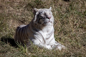 Белый тигр лежит на солнце и отдыхает