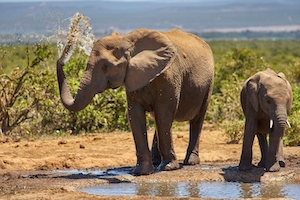 слоны поливают себя водой из хобота 