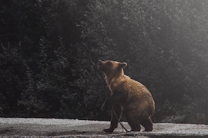 бурый медвежонок играется с палкой 