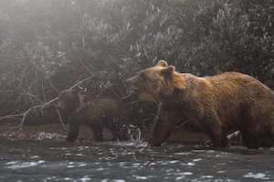 медведица с медвежонком идут по тропинке 