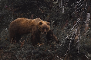 бурый медведь в лесу