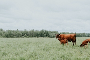 коричневые коровы в поле 