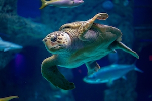 черепаха плавает в аквариуме, крупный план 