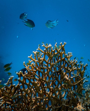 Коралловый риф, разноцветные кораллы под водой 
