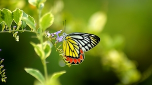 Бабочка, природа, дикая природа