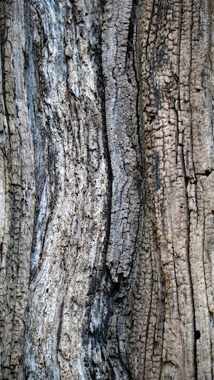 текстура коры дерева, крупный план 