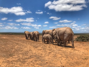 Семейство слонов идет по пустынному полю 