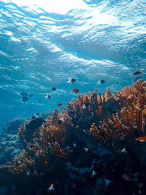 подводный мир, кораллы и маленькие рыбки 