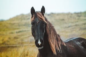 темно-коричневый конь, смотрит в кадр, крупный план 