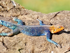 разноцветная рептилия лежит на камне