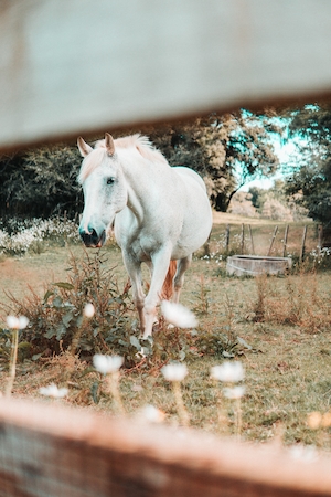 белый конь в саду 