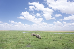 Слоны гуляют и едят траву