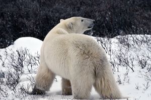белый медведь идет по снегу 