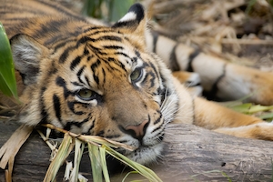 Суматранский тигр лежит на бревне, смотрит в кадр, крупный план 
