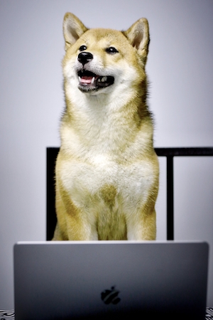 коричневая собака сидит за компьютером , крупный план 