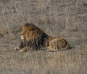 лев лежит в сухой траве 