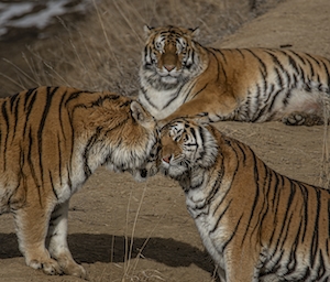 три тигра, любовь тигров 