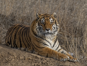тигр лежит на сухой траве 