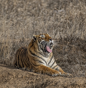 тигр зевает, лежа на земле 