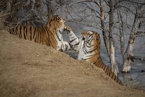тигры дерутся за песчаной скалой 