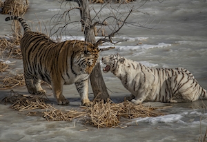 рыжий и белый тигр на льду 
