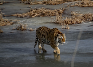 тигр идет по замерзшей воде 