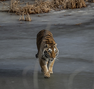 тигр идет по льду 