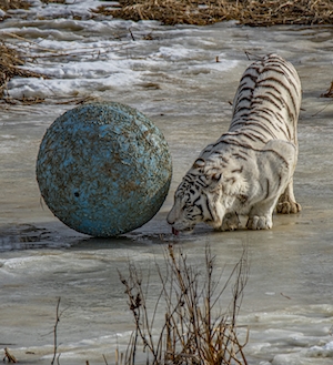 белый тигр и большой круглый голубой камень 