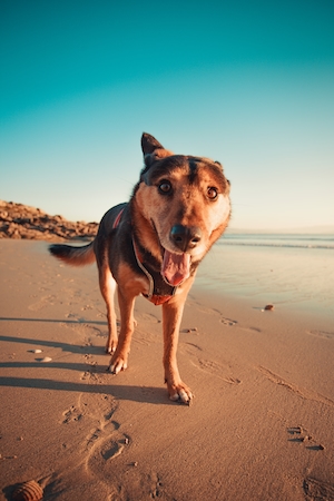 собака гуляет по пляжу 