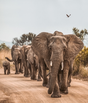 Слоны в африканском заповеднике