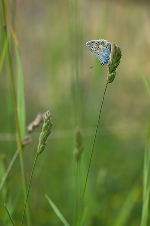 голубая бабочка в окружении зеленых колосьев 