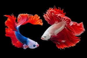 две яркие рыбы с большими красными плавниками 