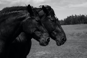 черно-белая фотография двух коней 