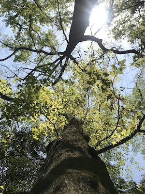 Дерево под солнцем, одиноко стоящее дерево, зеленая крона на фоне неба 