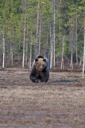 Бурый медведь в лесу
