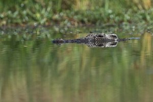 Крокодил на поверхности воды 