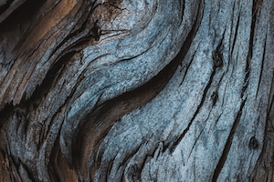 Текстура древесины на эвкалиптовом дереве