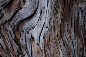 Текстура древесины на эвкалиптовом дереве