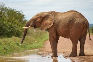 слон на водопое 