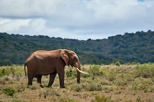 слон стоит на фоне холма 