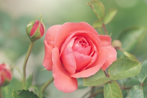 Персиково-розовые розы